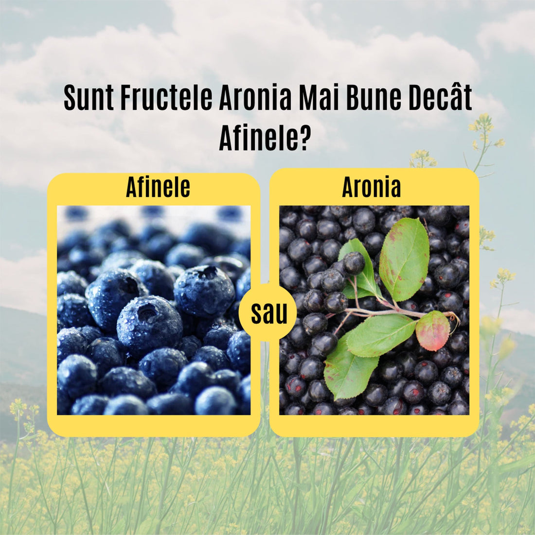 Aronia sau Afine? Sunt fructele aronia mai bune decât afinele? Află aici!