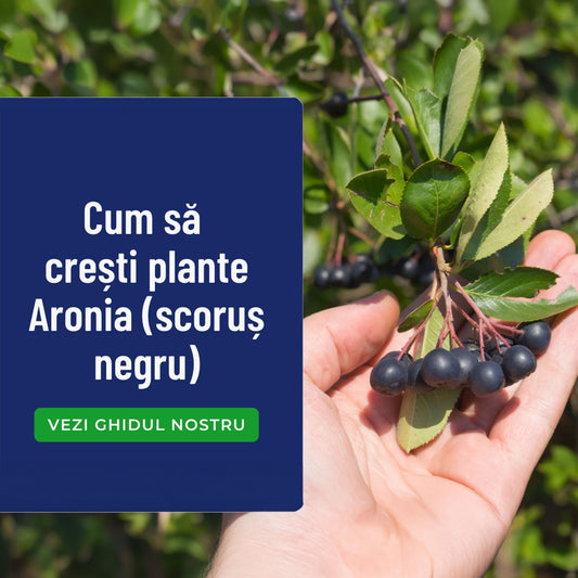 Arbuști Aronia: Cum să crești plante Aronia (scoruș negru)